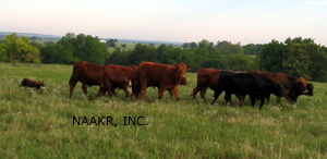 Good Broke Stockdogs Can Drive or Fetch.