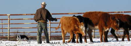 Ben Means, Oklahoma Stockdog Trainer.