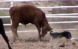 Cliff Johnson Ranch Dogs, Texas.