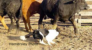 Hamersley's Cowdogs, Missouri.