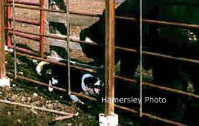 Cow Dogs Move Cattle in the Chutes.