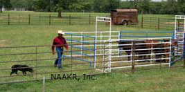 Red River Classic $10,000 Winner - Roger Urricelqui, California with his Kelpie.